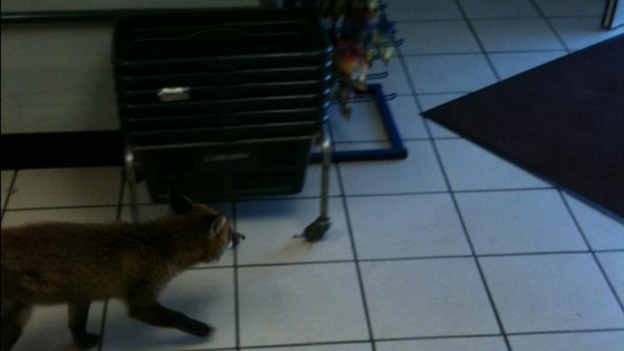 Enough for a basket? How much is the fox thinking of buying?