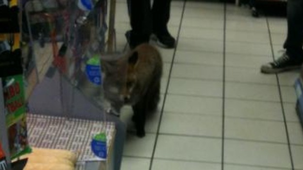 The fox seemed to be sniffing around looking for a lunchtime snack.