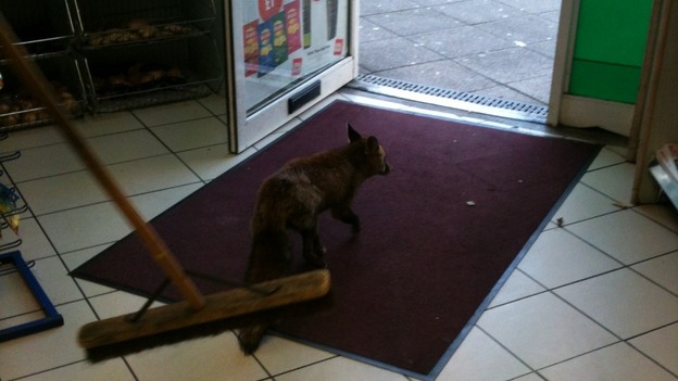 Clear off! The shop assistant shows the fox who's boss.