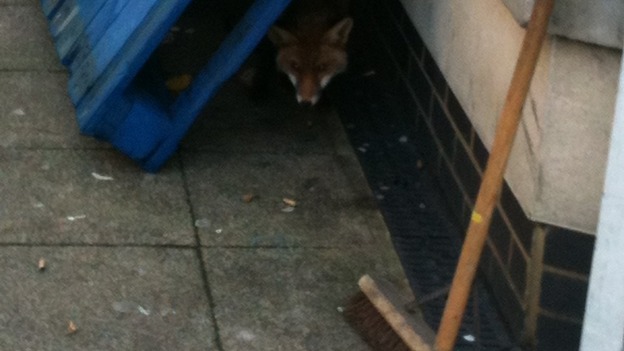 The fox cowers outside the shop still with no lunch.
