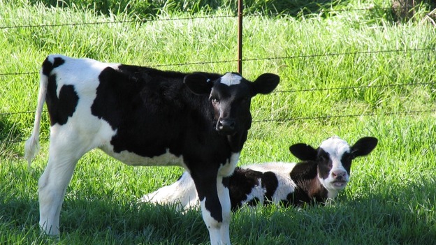 Schmallenberg causes birth defects in cattle and sheep