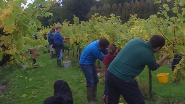 Harvesting grapes
