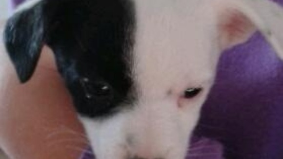 puppy