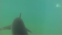 US surfer Nathan Anderson took this shot of what appears to be a Great White Shark - underneath his paddleboard in El Porto, California.