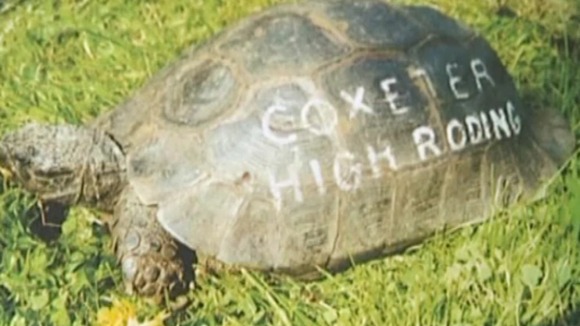 Timmy the tortoise