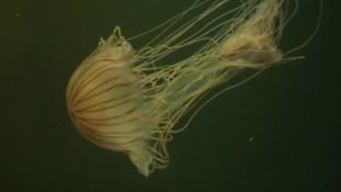 Sea Life Centre