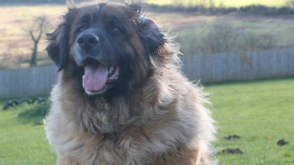 Sally the giant dog