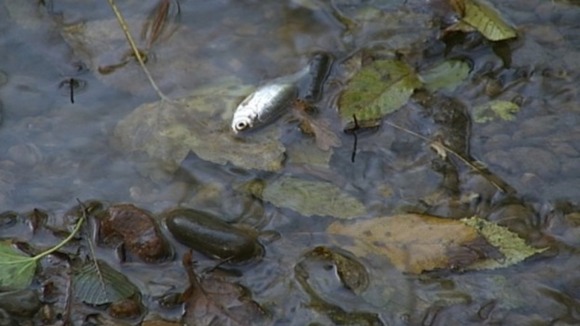 The Topmouth Gudgeon