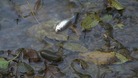 The Topmouth Gudgeon