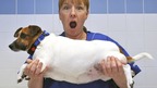 Head nurse Lindsay Atkinson struggles to hold Jack Russell Terrier, Ruby.