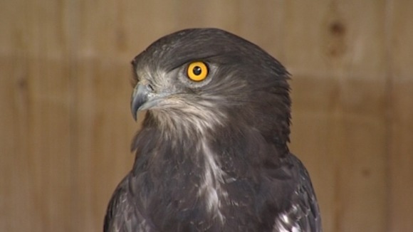 bird of prey