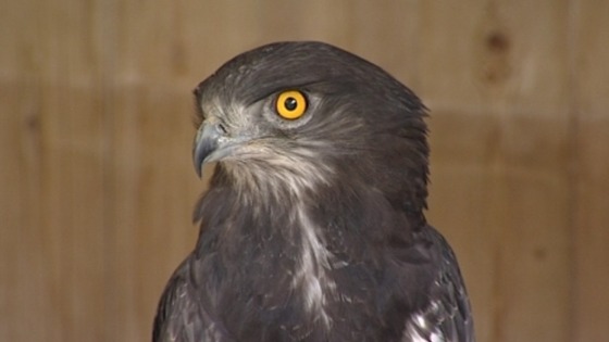 bird of prey