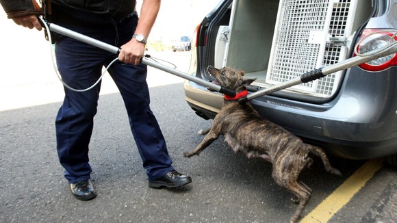 Metropolitan Police dog handlers removing a pitbull during a raid.