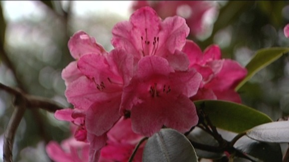 Rhododendrons at Sheringham Park are beginning to flower
