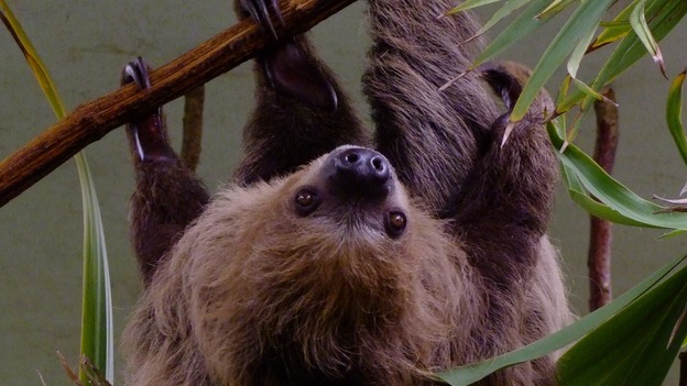 Sofia the Linne's two-toed sloth handing upside down