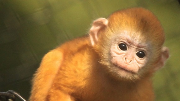 Javan langur