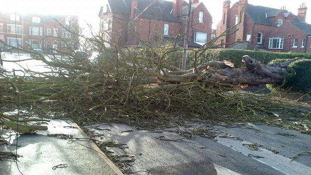 A fallen tree in Goole after yesterday's high winds