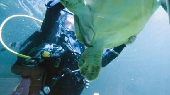 A diver catches the resident green sea turtle, which will be moved to neighboring Great Yarmouth Sea Life Centre.