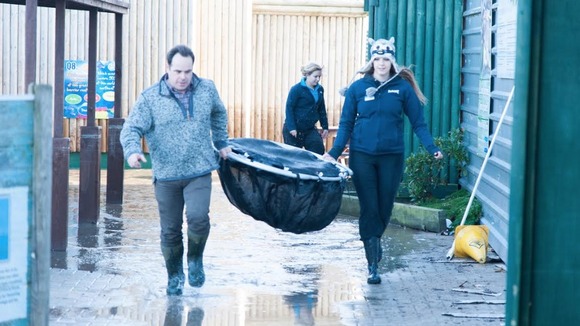 A shark is carried to a waiting transport vehicle.