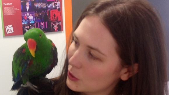 Parrot