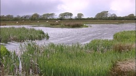 Wetlands