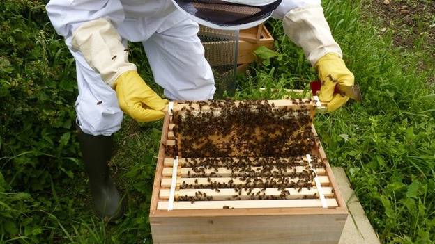 One of the bee hives at Compton Verney