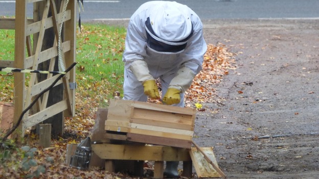 Volunteer keeper Rod Oates tends to the hive