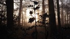 A misty morning in Waingroves Woods, Derbyshire