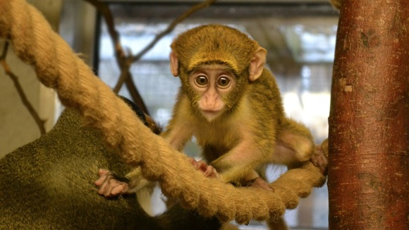 The baby De Brazza was born at Twycross Zoo seven weeks ago