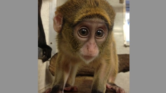 The baby De Brazza