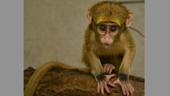The baby De Brazza has yet to be named