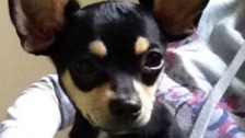 Two puppies stolen from parked car in West London