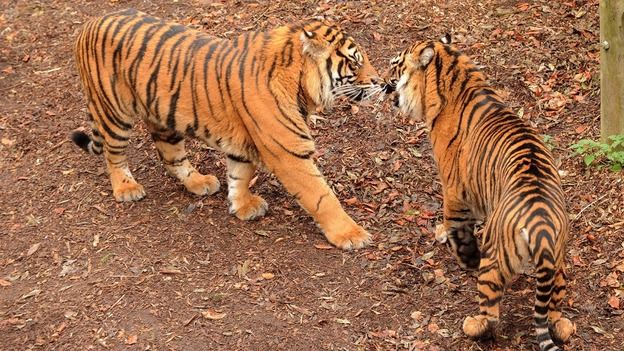 Daseep and Joao the Sumatran tigers