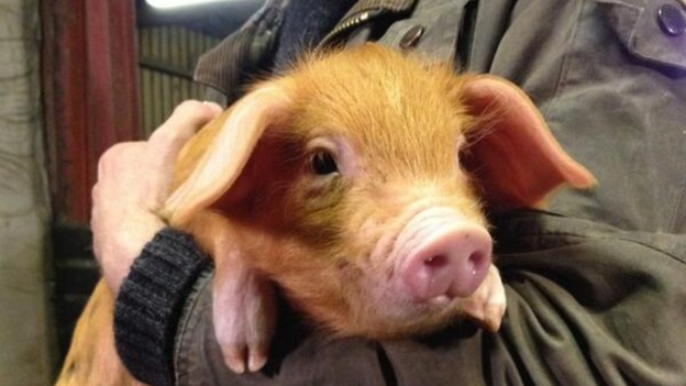 piglet