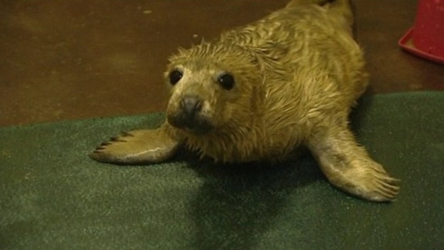 One of the seal pups at the East Winch Wildlife Centre in Norfolk.