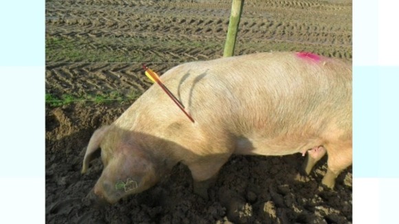 Pig shot with crossbow