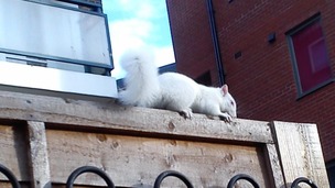 Local resident Ken Cain says he spotted the animal on Saturday morning.