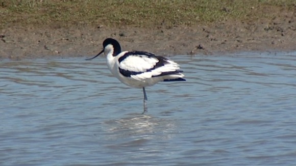 Avocet