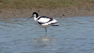Avocet
