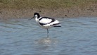 Avocet