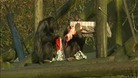 Chimps