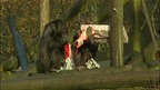 Chimps