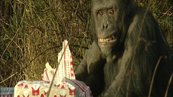 Chimps