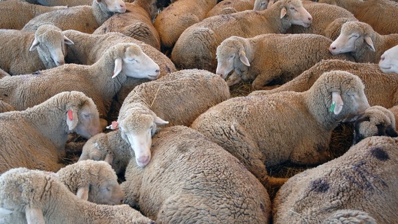 Sheep
