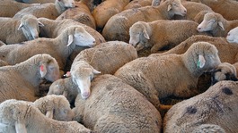 Sheep