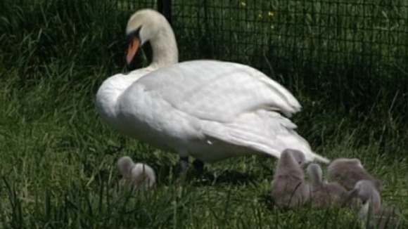 swan and cygnets