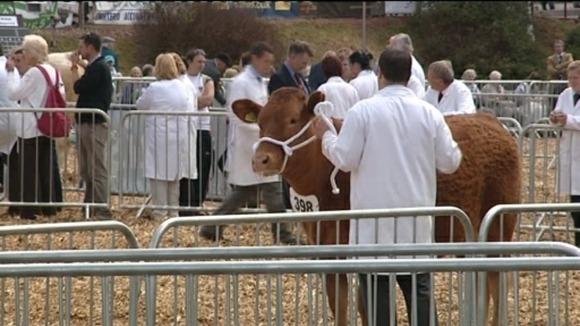 cattle at Devon County Show 2011