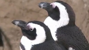 Penguins