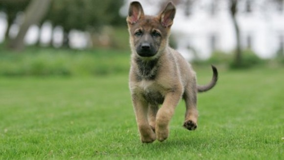 Young pedigree dogs are most at risk of being stolen