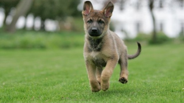 Young pedigree dogs are most at risk of being stolen